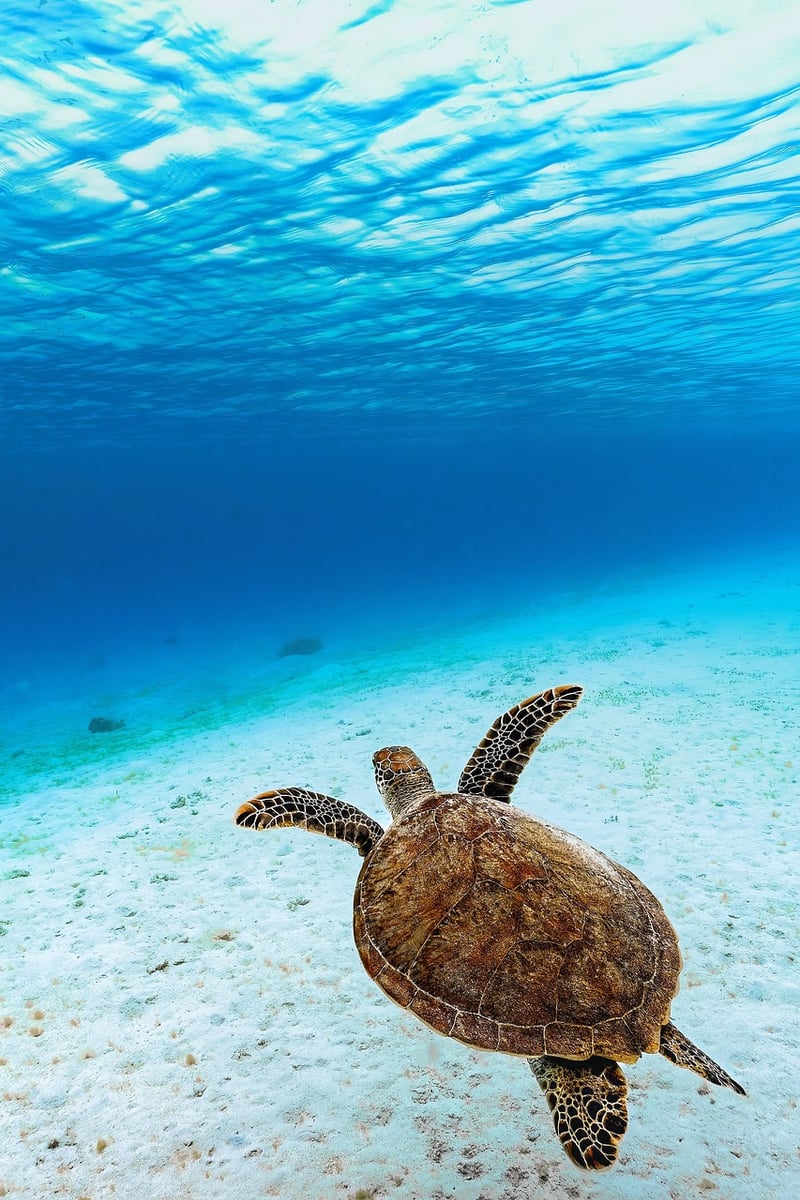 Turtle in the ocean